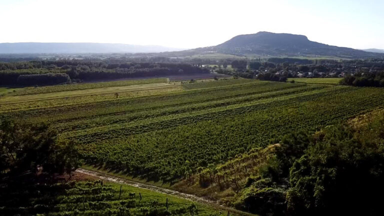 Landscape photo of a vineyard in Balaton